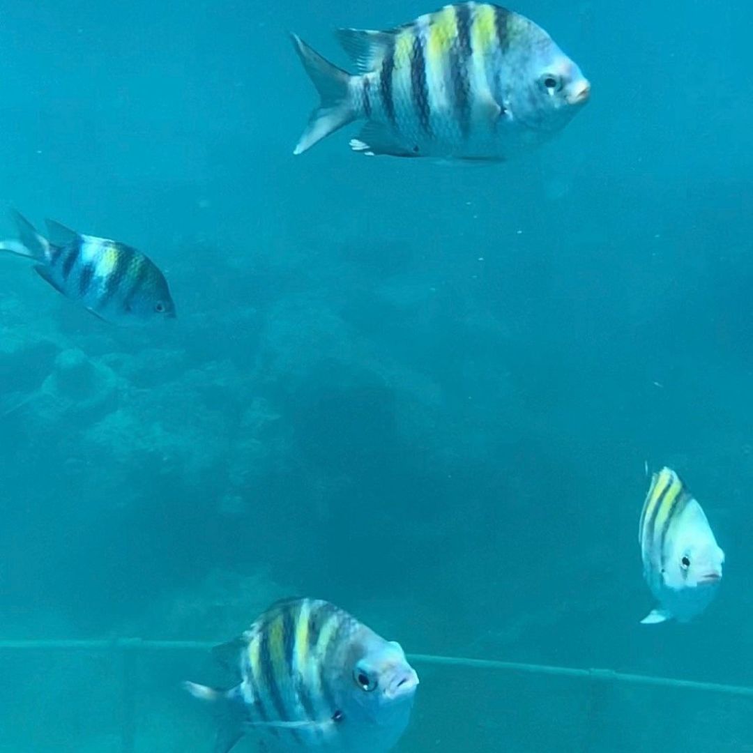 Snorkeling in Saint Maarten